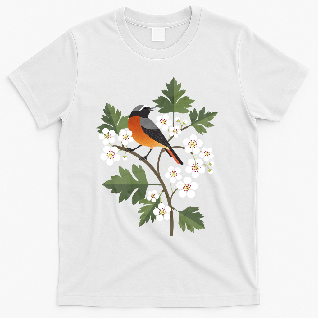 Common Redstart on Hawthorn Blossoms - White