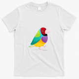 Gouldian Finch Bird - White